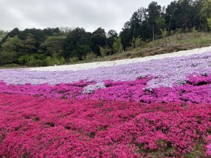 春の景色????