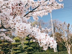 桜の季節