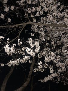 入社してはや1年