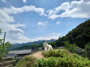 暑いです！