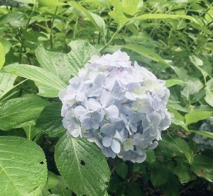 梅雨といえば…☂️