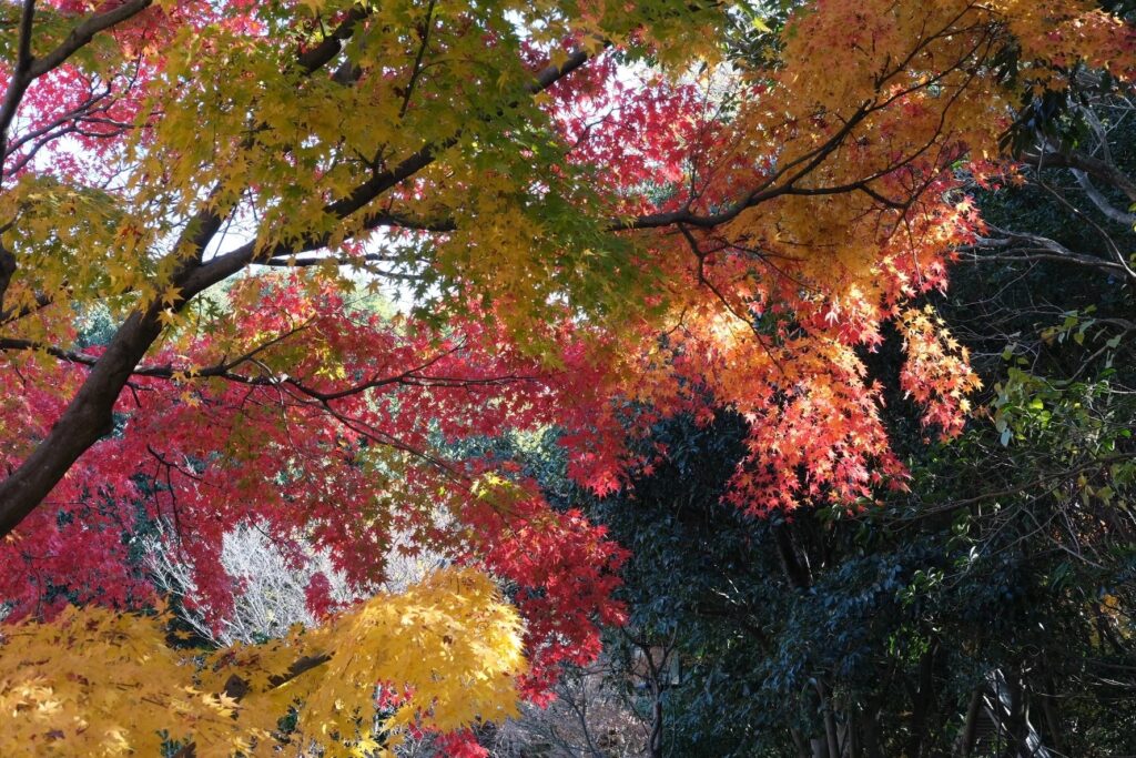 吉田　安里