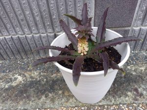 気になっていた花　❀
