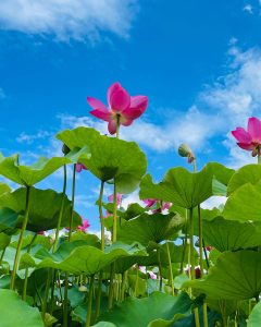 現場お立会い検査