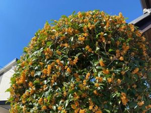 花の香り