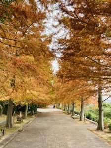 紅葉を求めて????