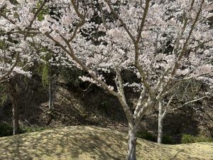 明日から４月????