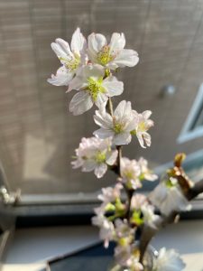 お家で桜