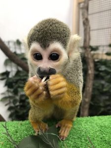 リフレッシュ