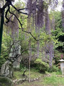 桜の次は‥