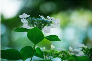 梅雨の楽しみ方