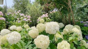 夏の花