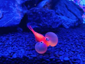 金魚ミュージアム