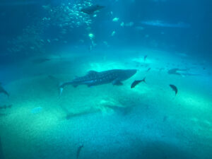 マンボウの魅力
