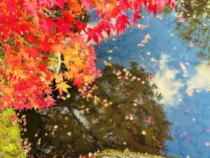 今年の紅葉