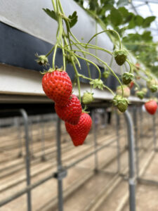 いちご狩り🍓