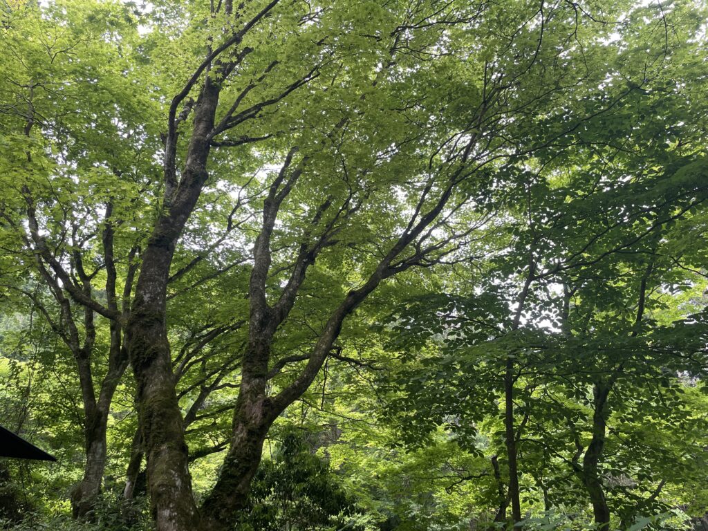 加地　晃子