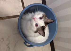 広く見せる方法