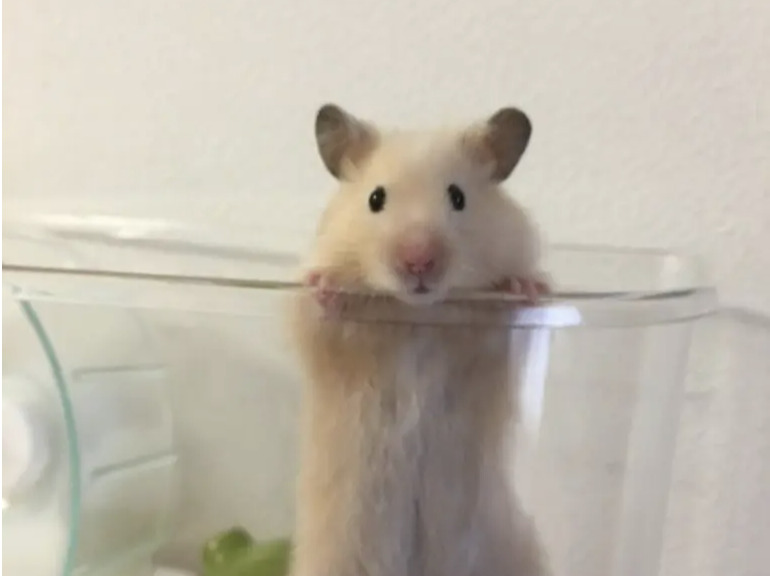 湯淺　裕己