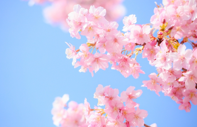 姫路の街並みにも少しずつ春の訪れを感じる季節になりましたね。