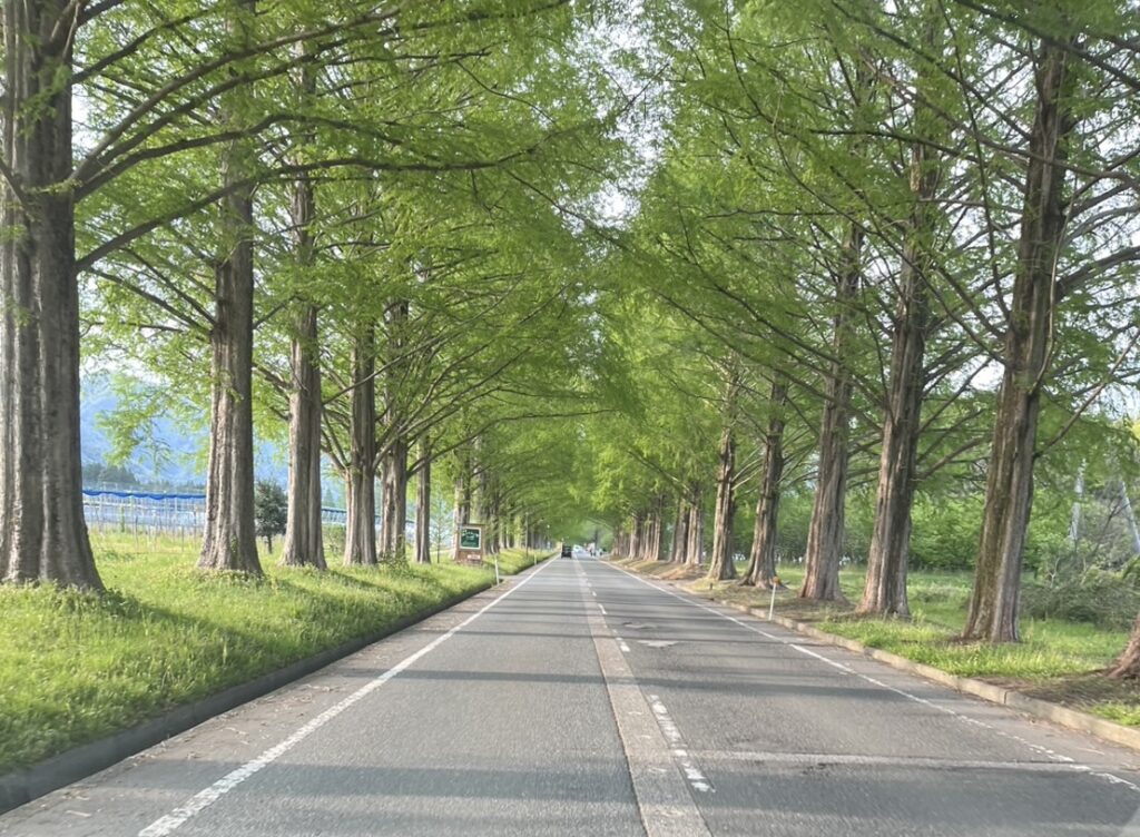 木の魅力に