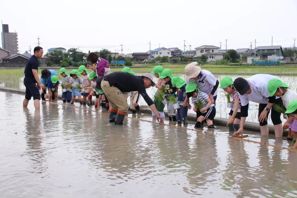 石海保育園の園児たちと田植え体験を行いました！