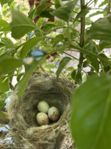 自宅の庭で鳥の巣発見！！！