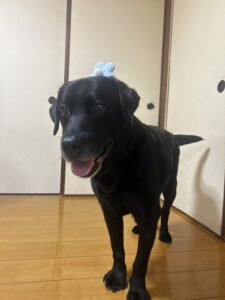 11歳になりました🐶